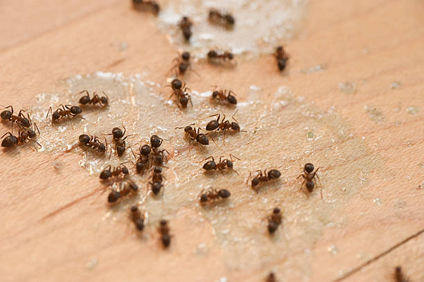 Best Pest Prevention Services  in Avondale, PA